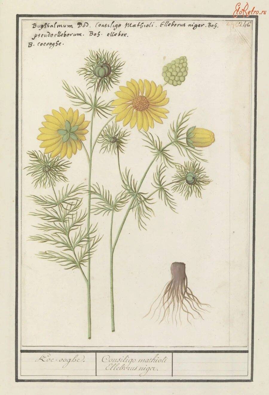 Адонис весенний Ботанический рисунок