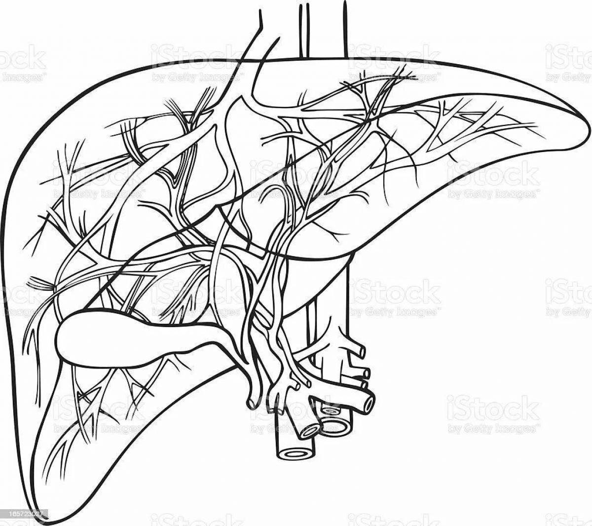печень человека раскраска. печень шаблон. печень человека раскраска. печень эскиз. печень нарисовать.