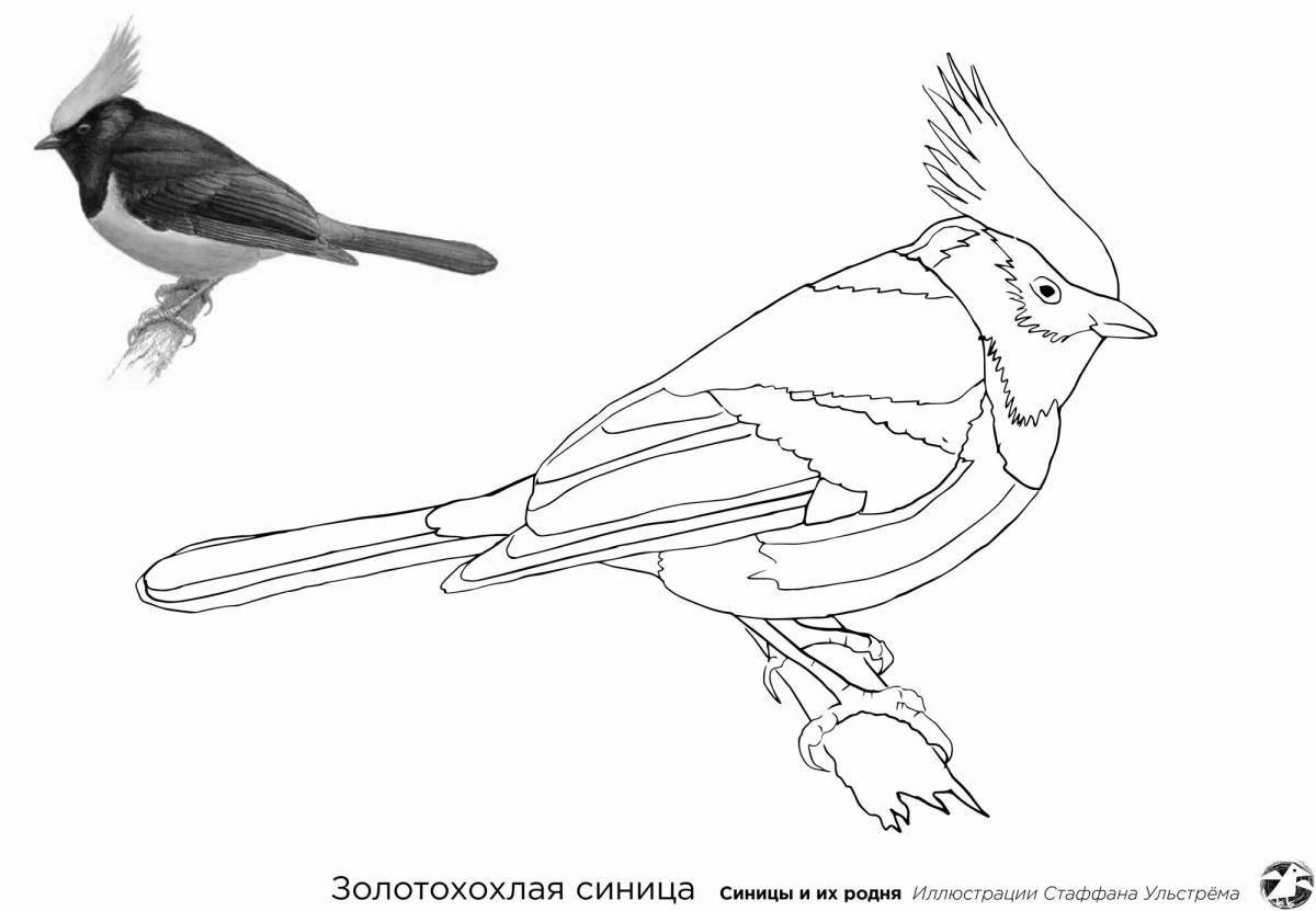 Coloring page happy titmouse