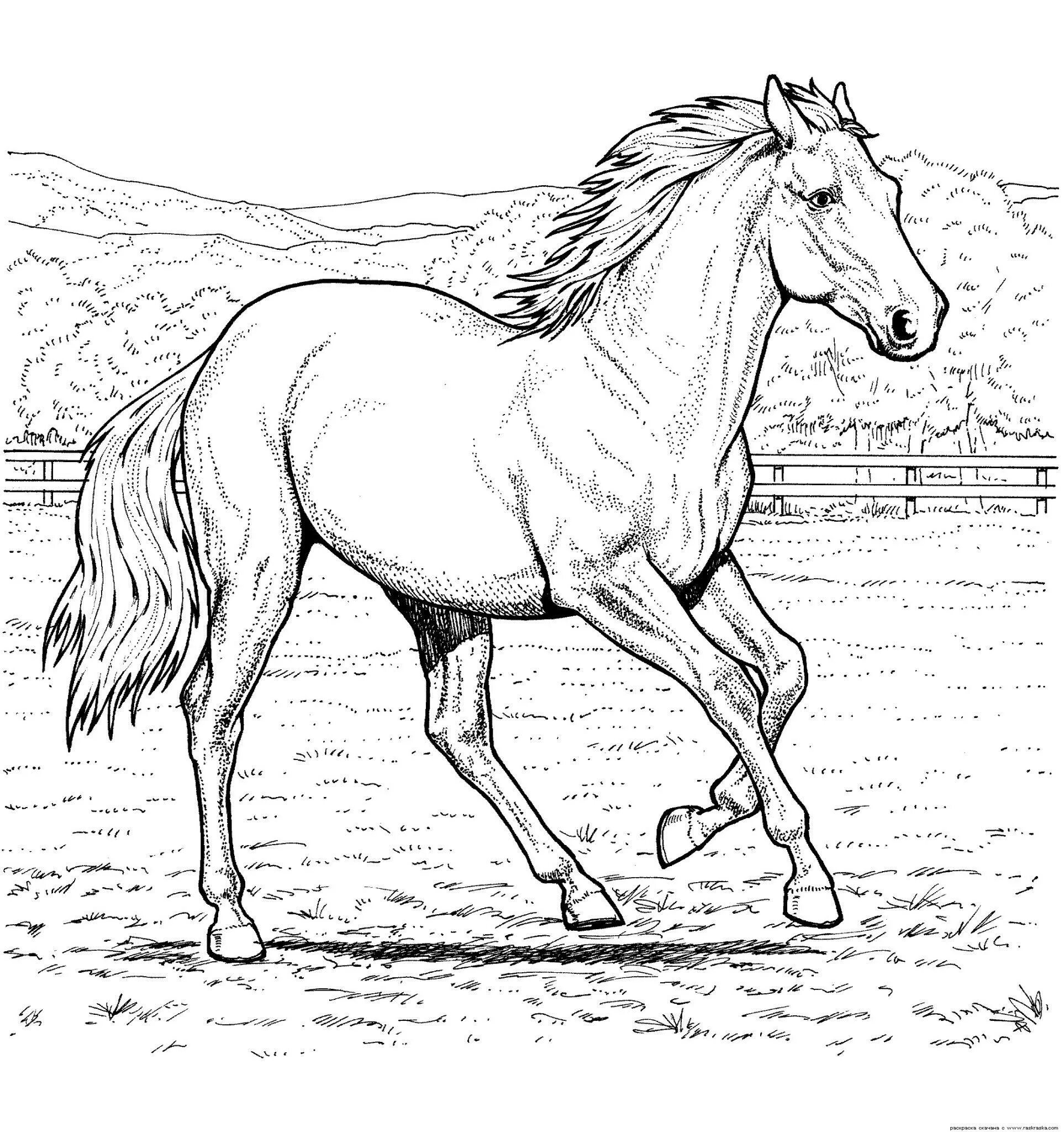 Гипнотическая раскраска лошадь реалистичная