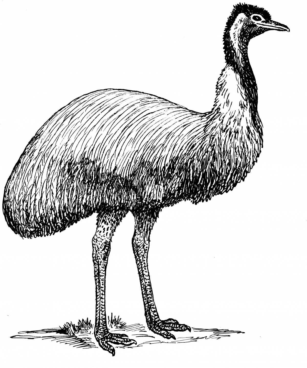 Delicate coloring emu ostrich