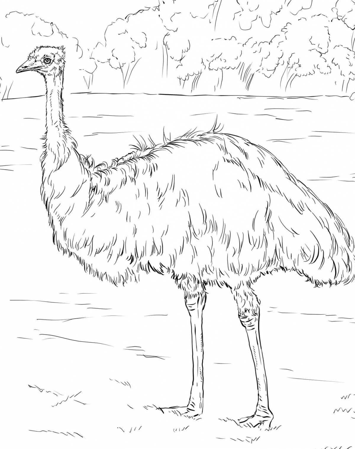 Dazzling coloring emu ostrich