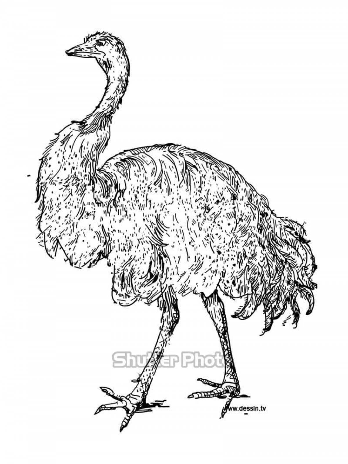 Fun coloring emu ostrich
