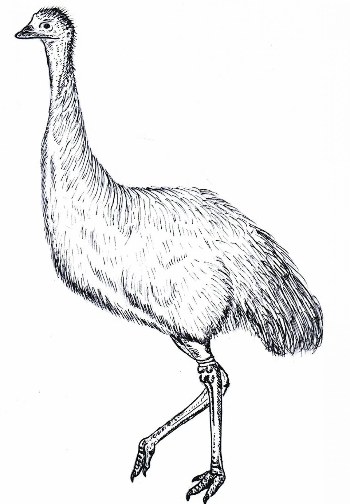 Lovely coloring emu ostrich