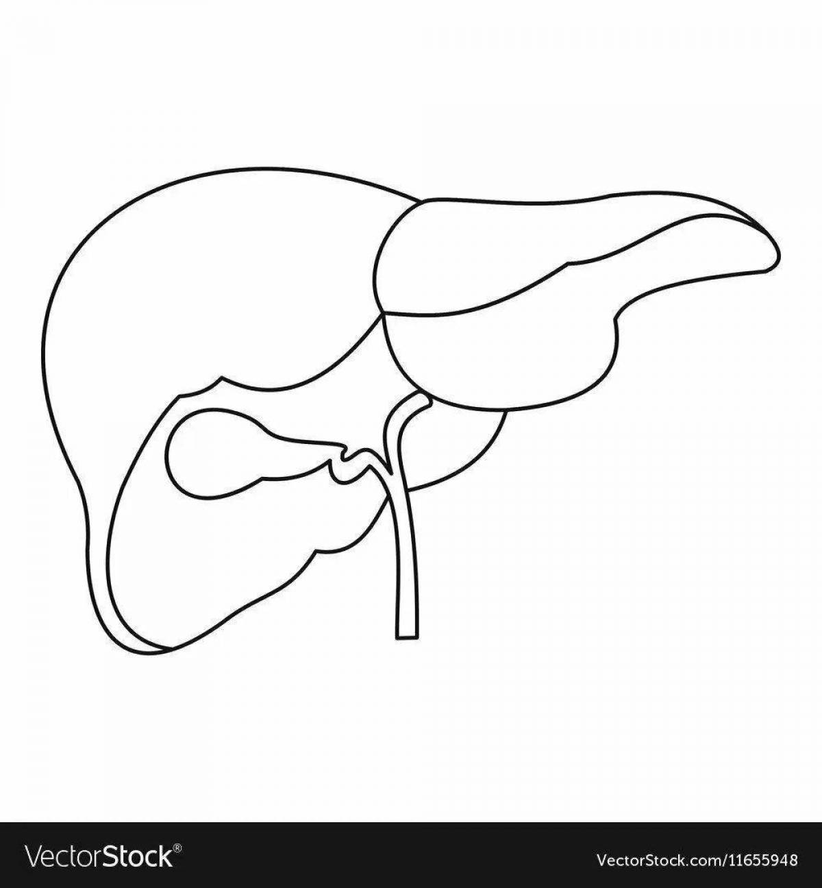 Fun coloring human liver