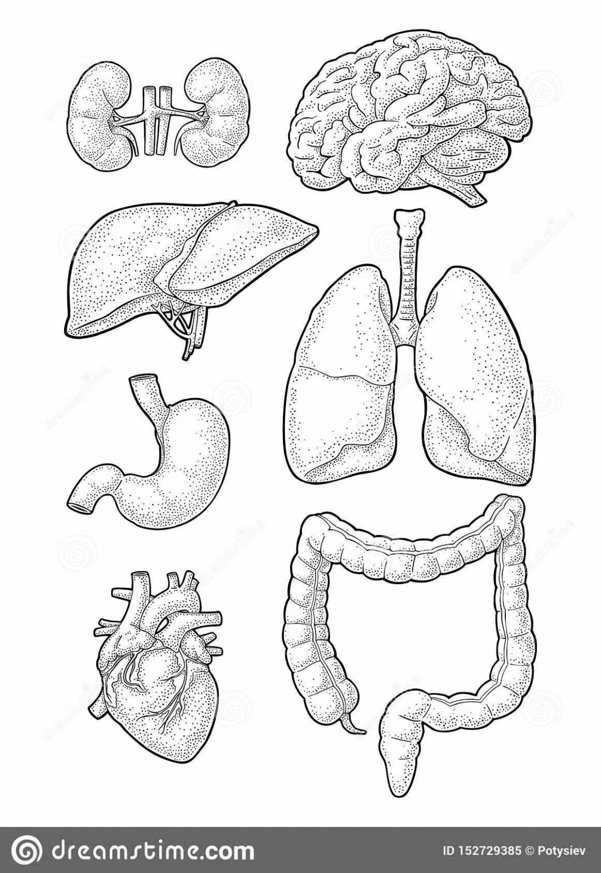 Amazing human liver coloring book