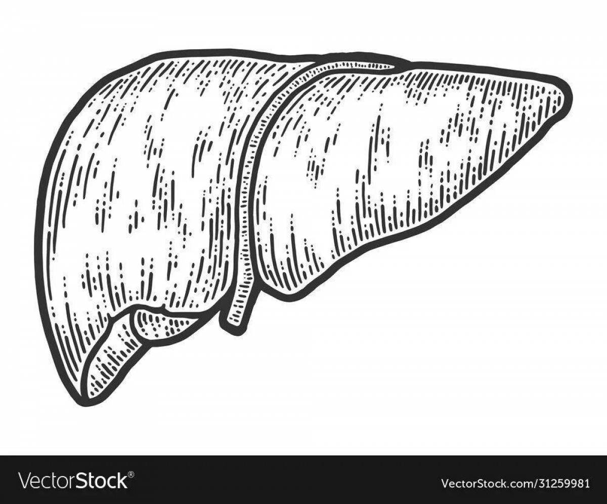 Creative human liver coloring book