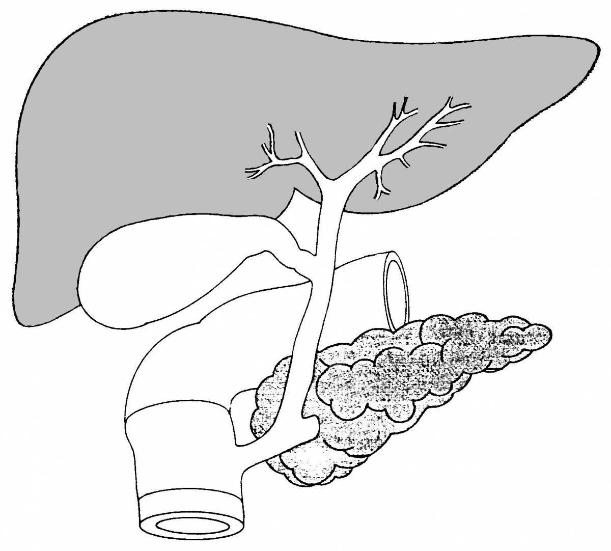 Innovative human liver coloring