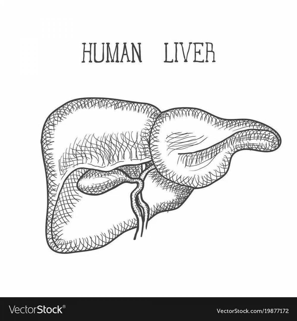 Dramatic coloring human liver