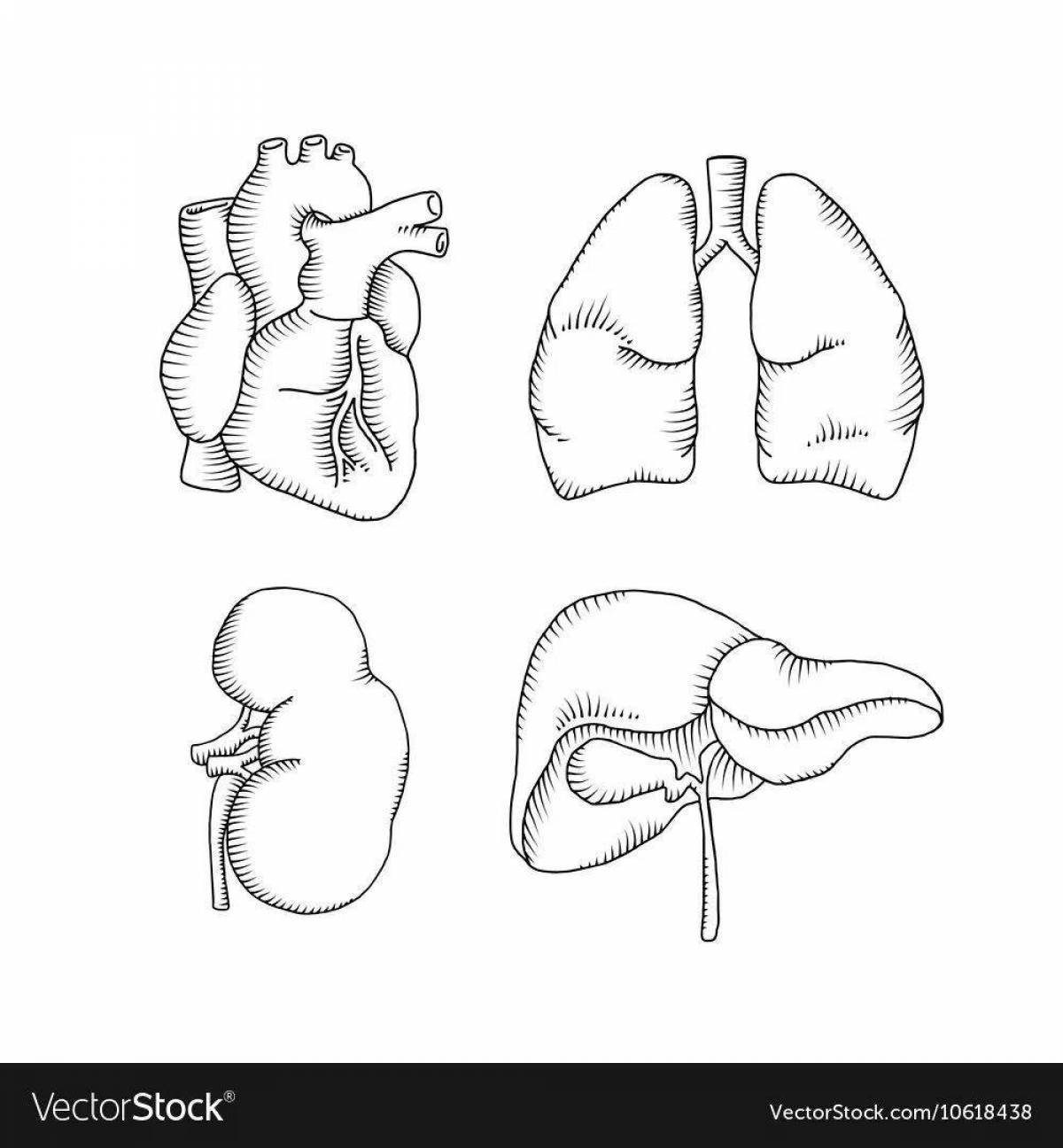 Refreshing human liver coloring book