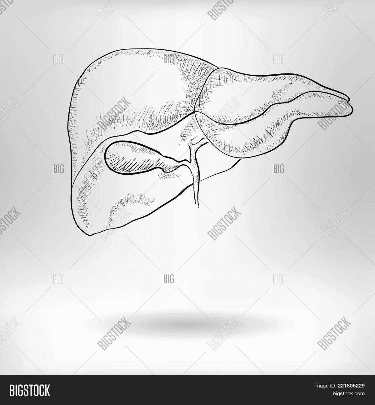 Human liver #2