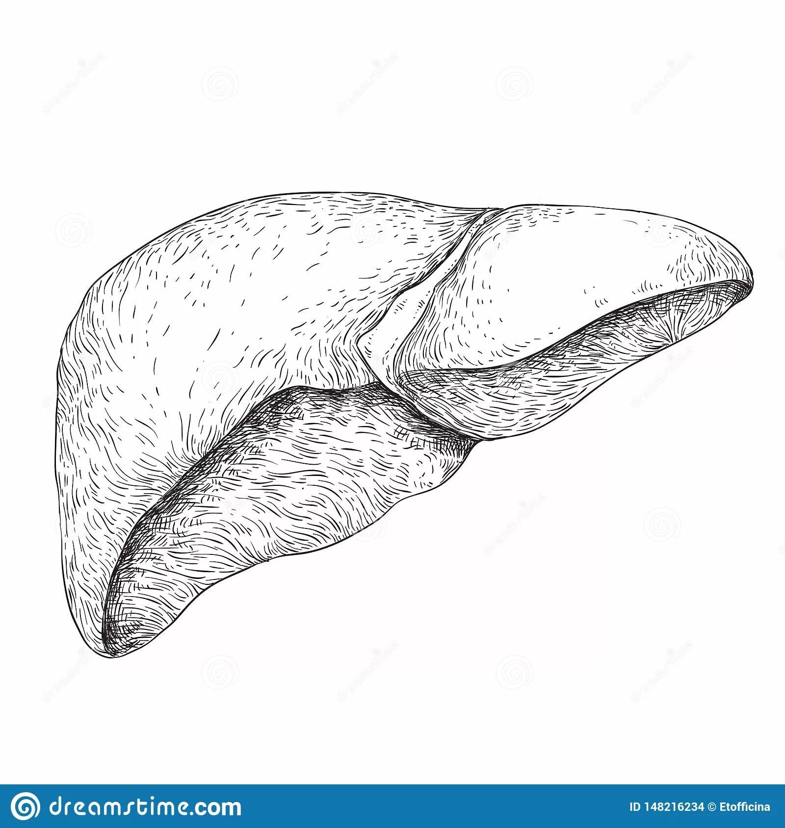 Human liver #7