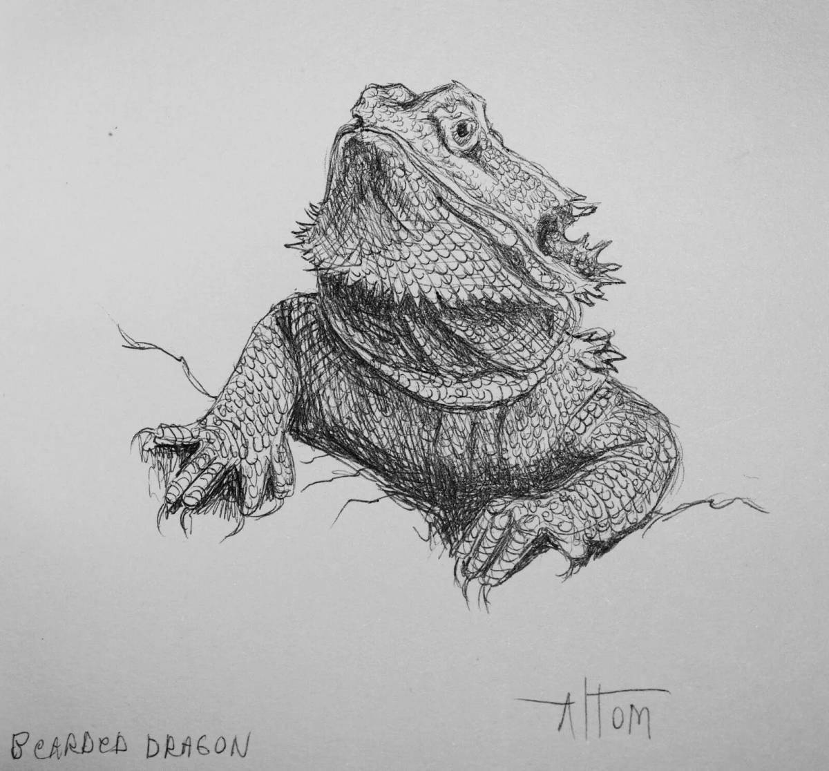 Colorful bearded dragon coloring page