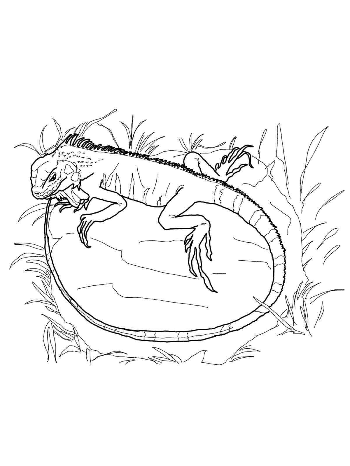 Coloring book playful bearded dragon