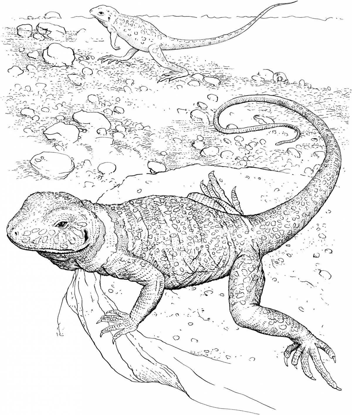 Attractive bearded dragon coloring page