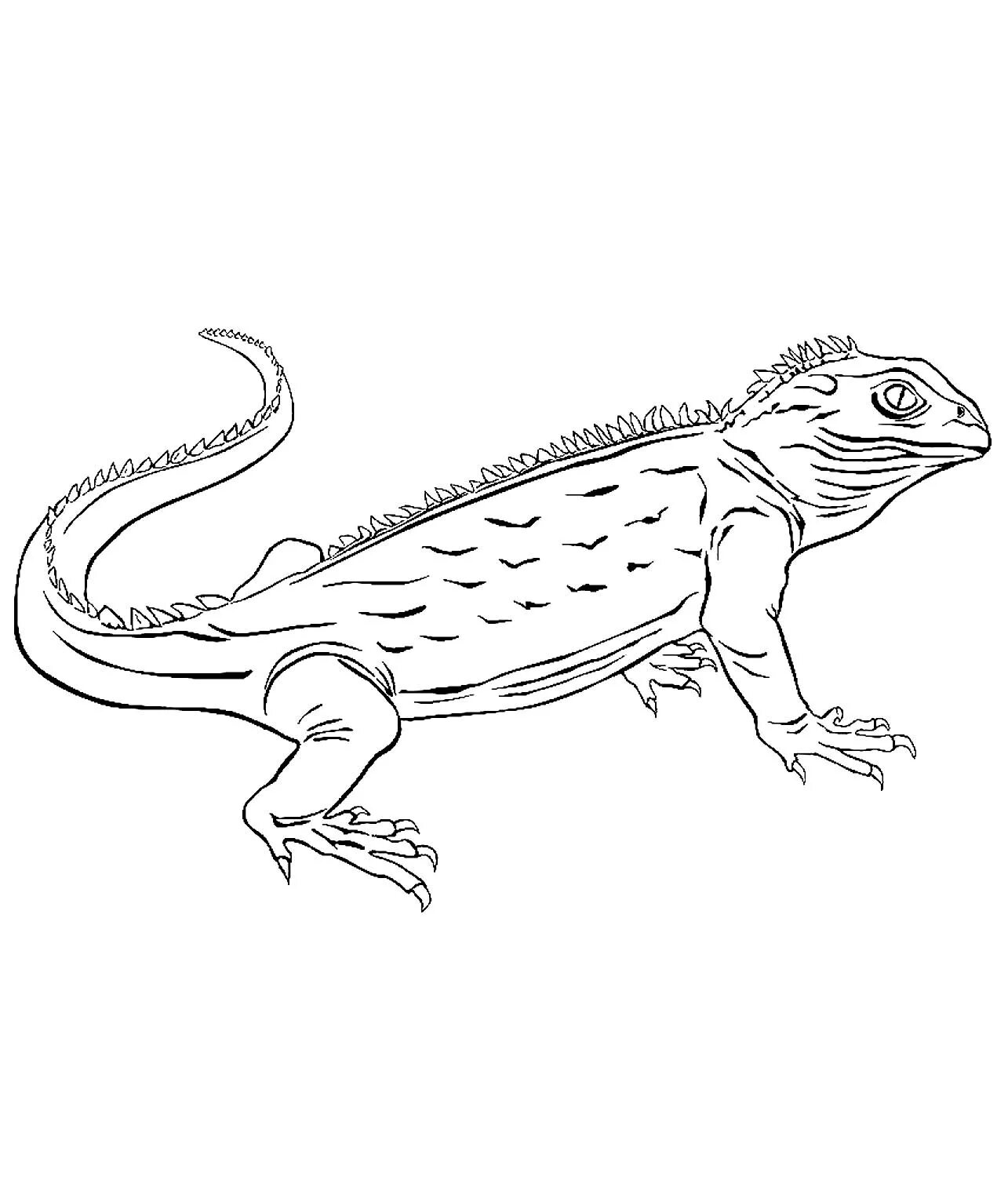 Majestic bearded dragon coloring page