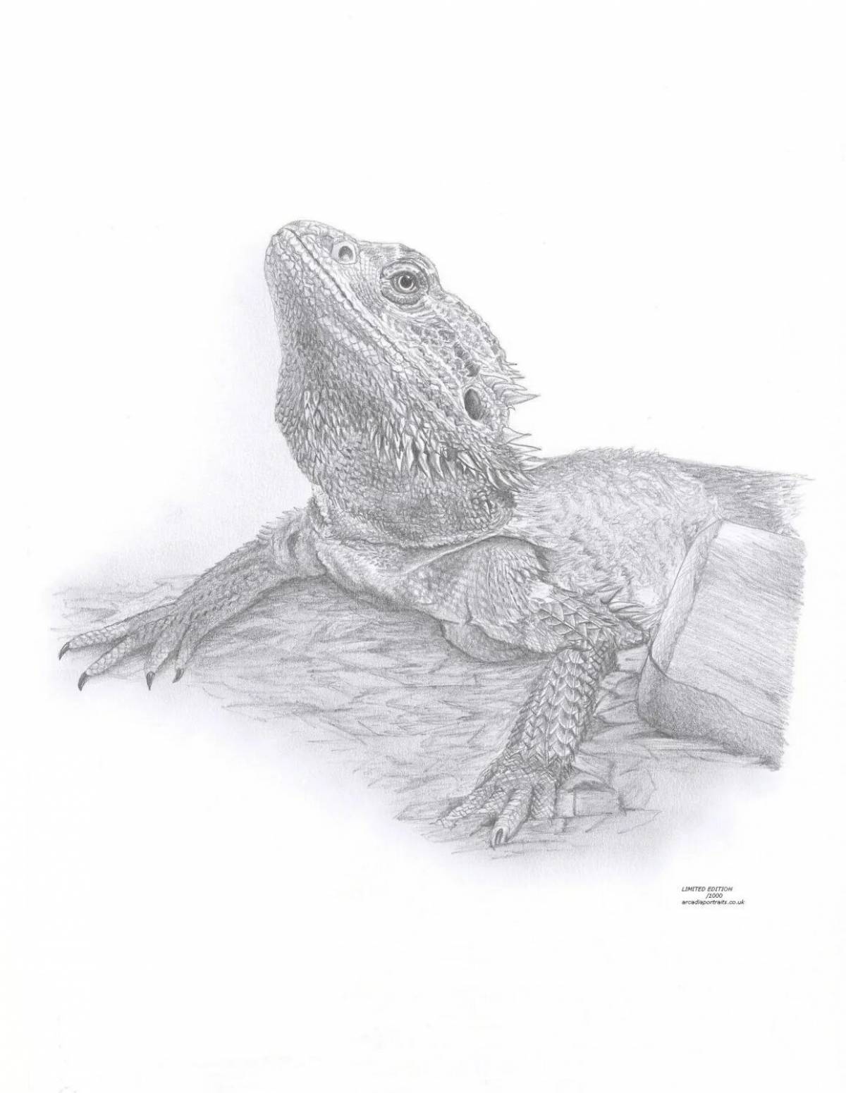 Regal bearded dragon coloring page
