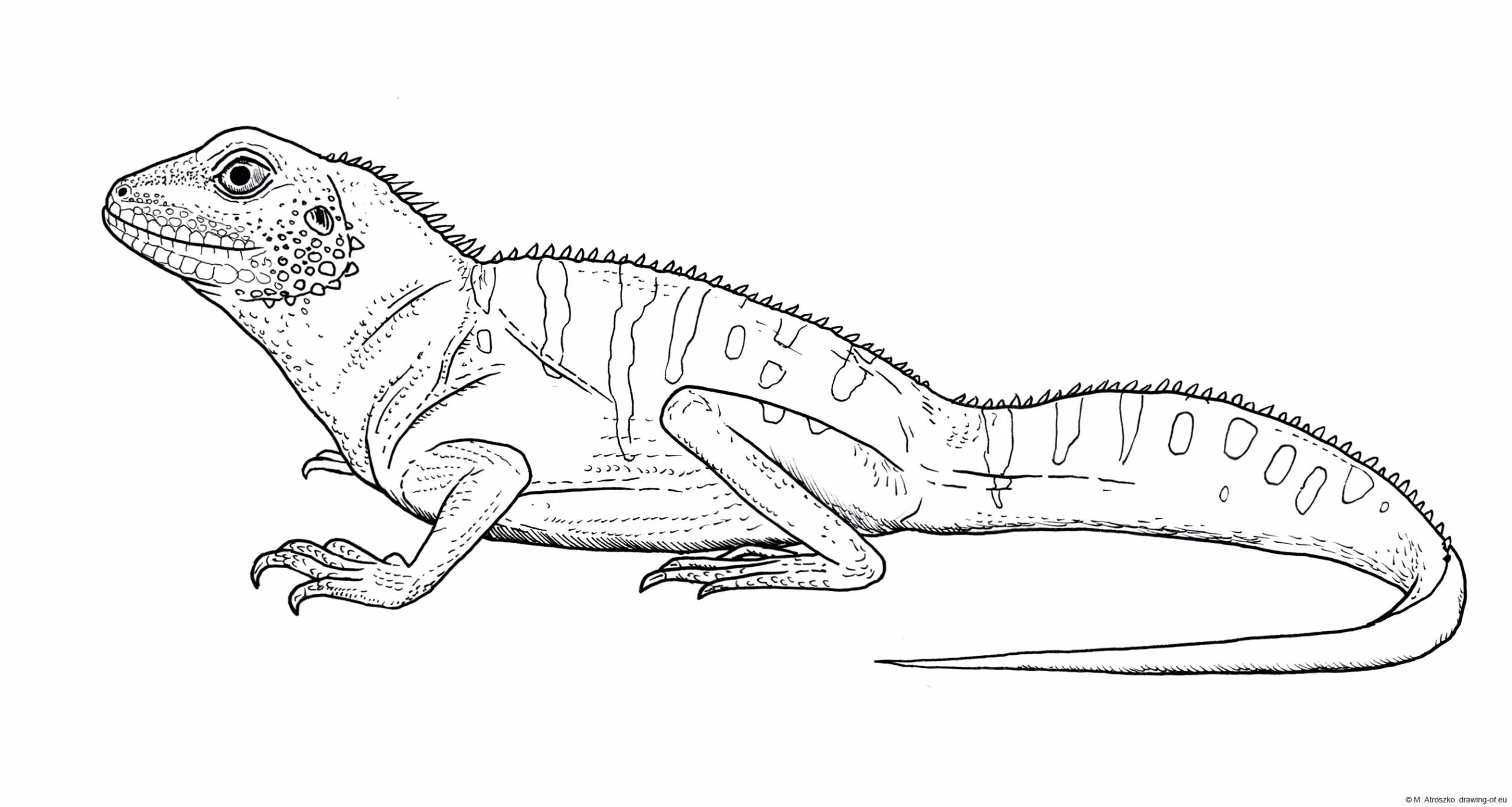 Cute bearded dragon coloring book