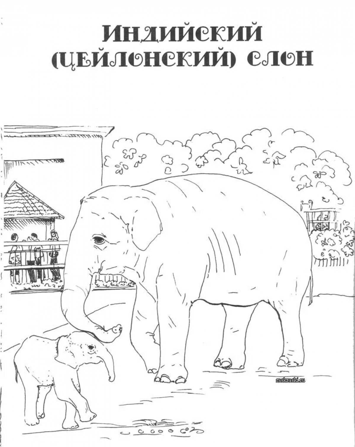 Amazing elephant coloring book