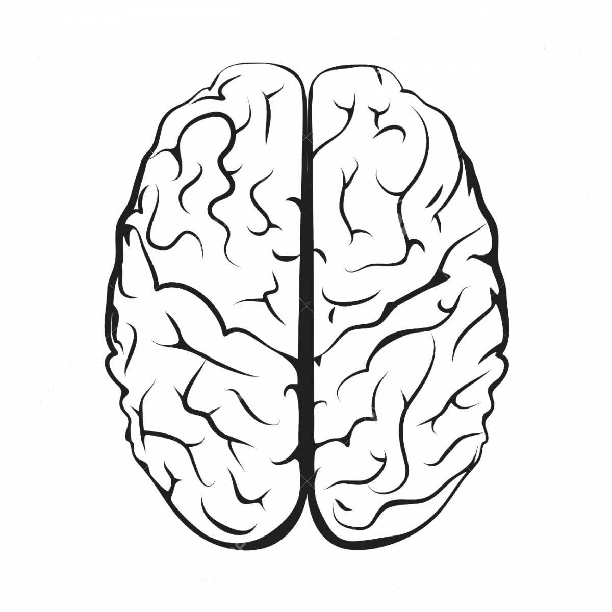 Увлекательная раскраска «развитие мозга»
