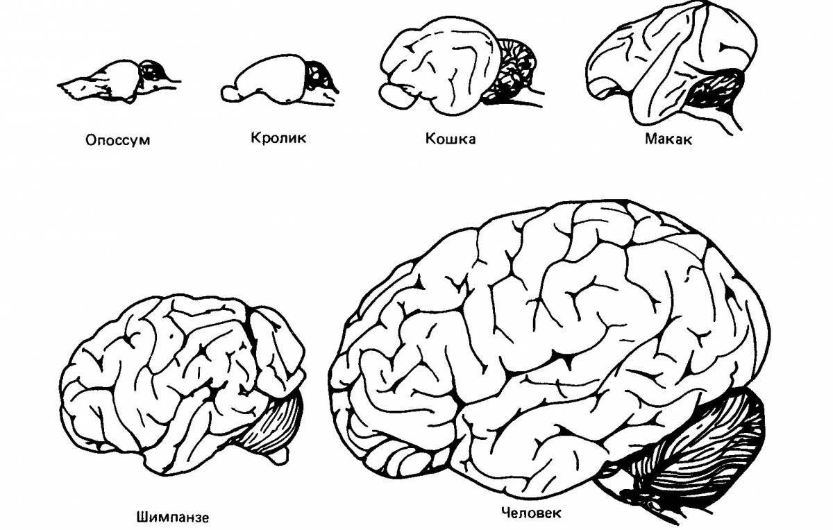 For brain development #5