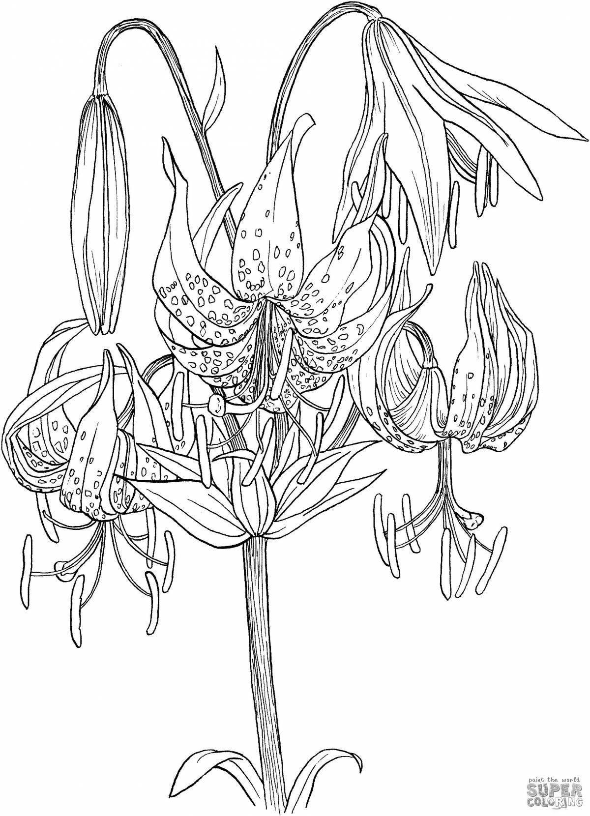 Лилия саранка черно белые
