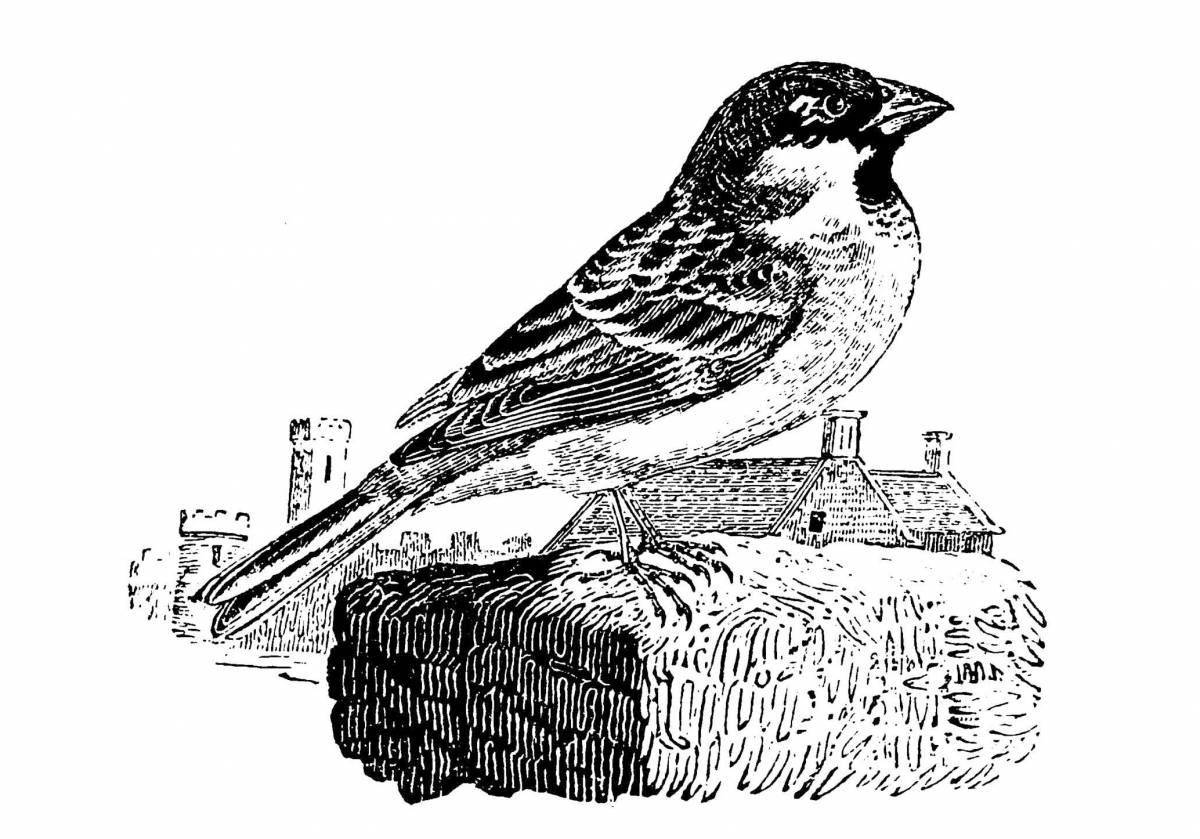 Charming drawing of a ruffled sparrow