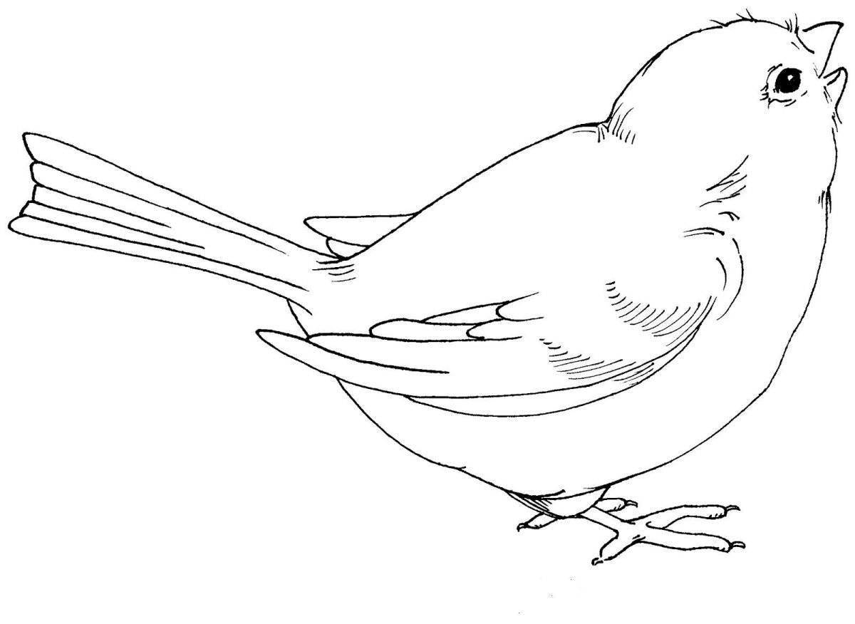 Great drawing of a ruffled sparrow