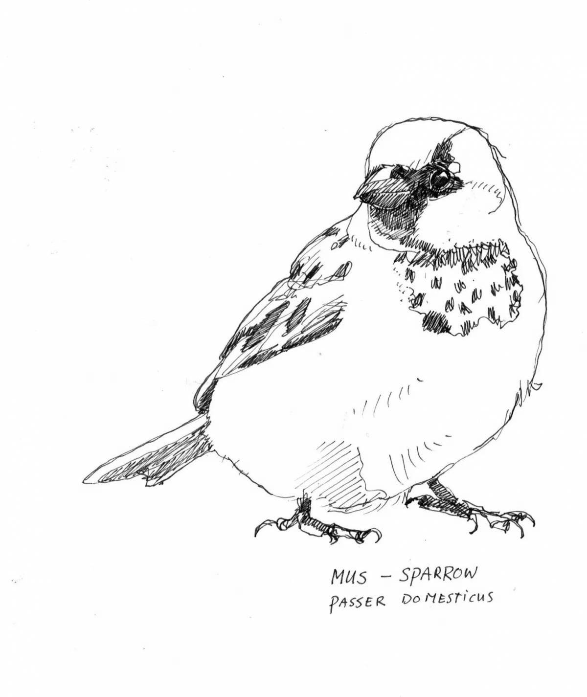 Delicious tousled drawing of a sparrow