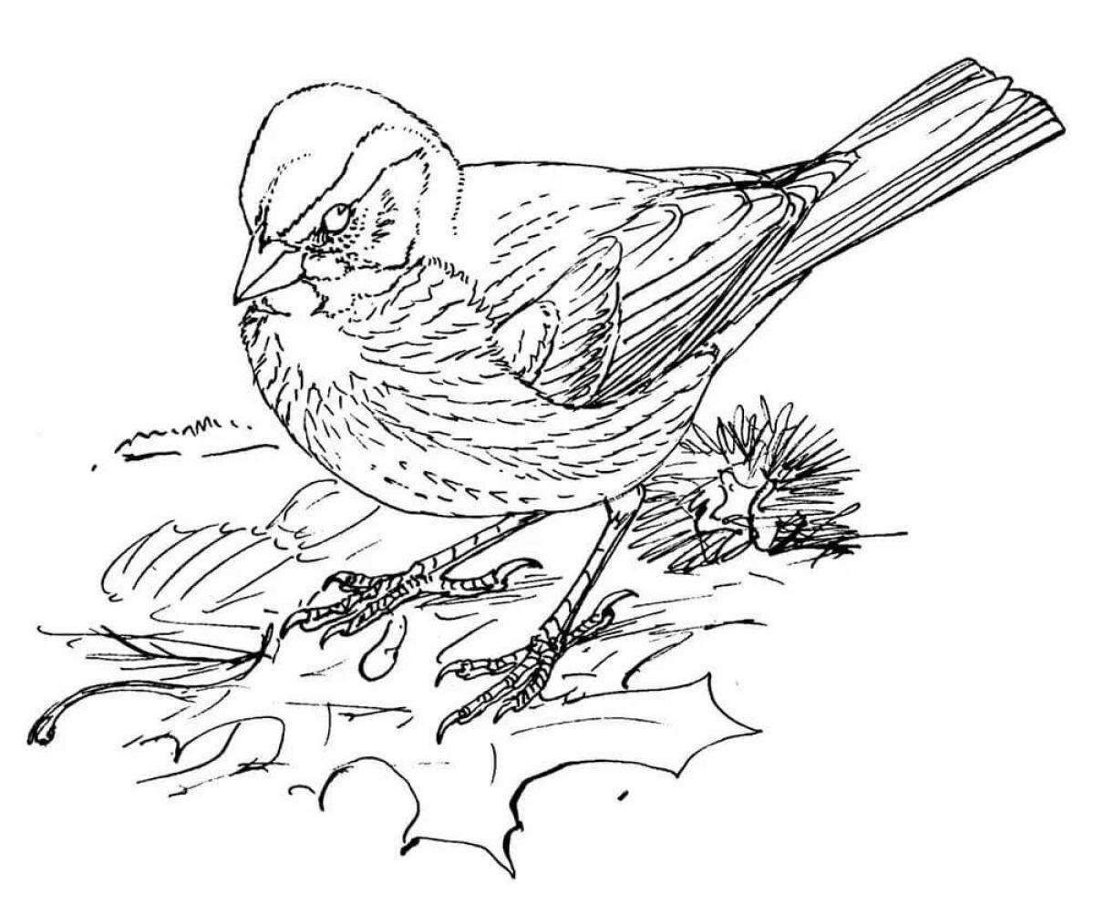 Beautiful drawing of a ruffled sparrow