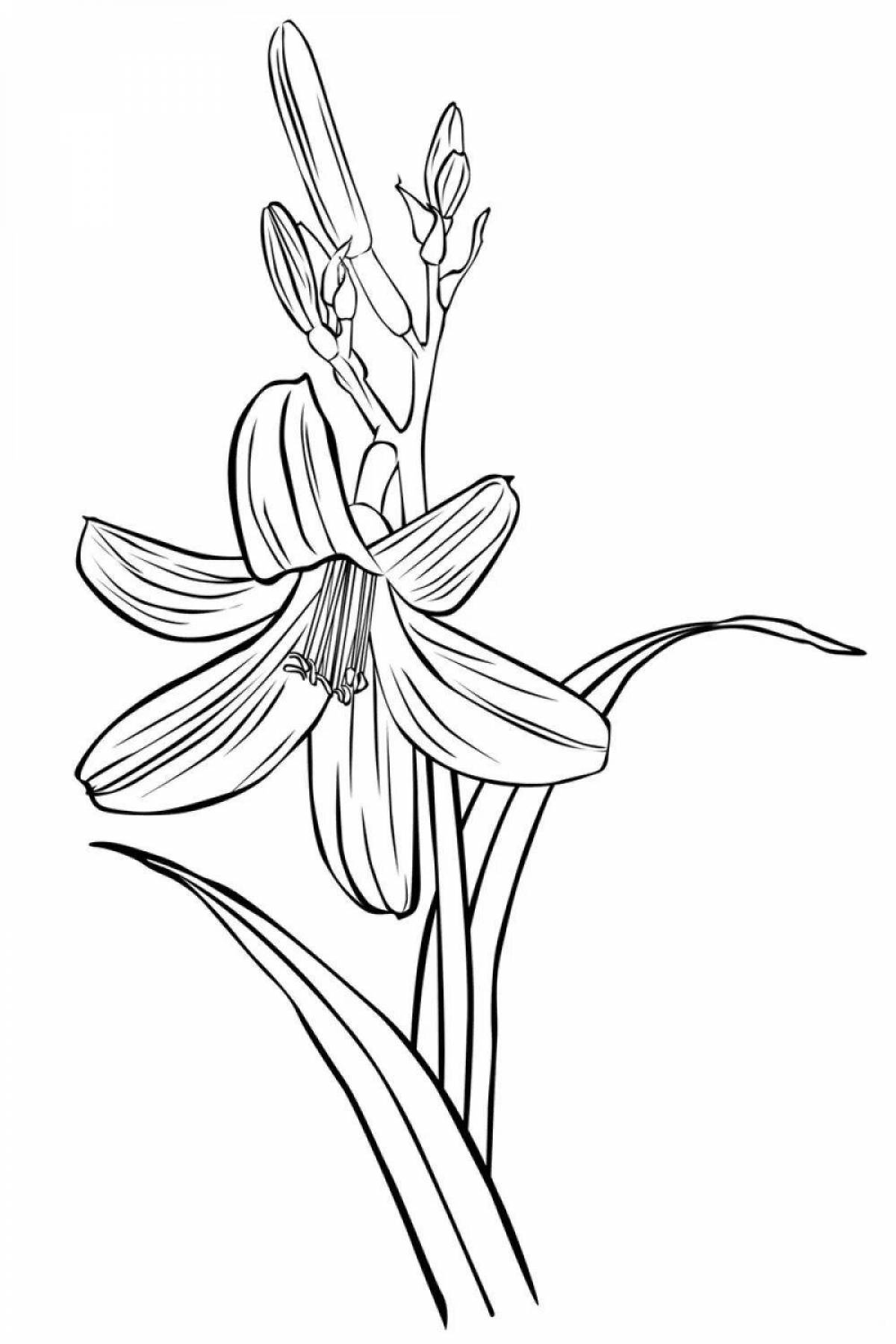 Coloring book bright lily flower