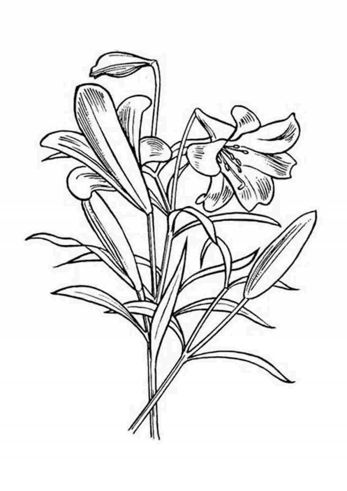 Лилия цветок #2