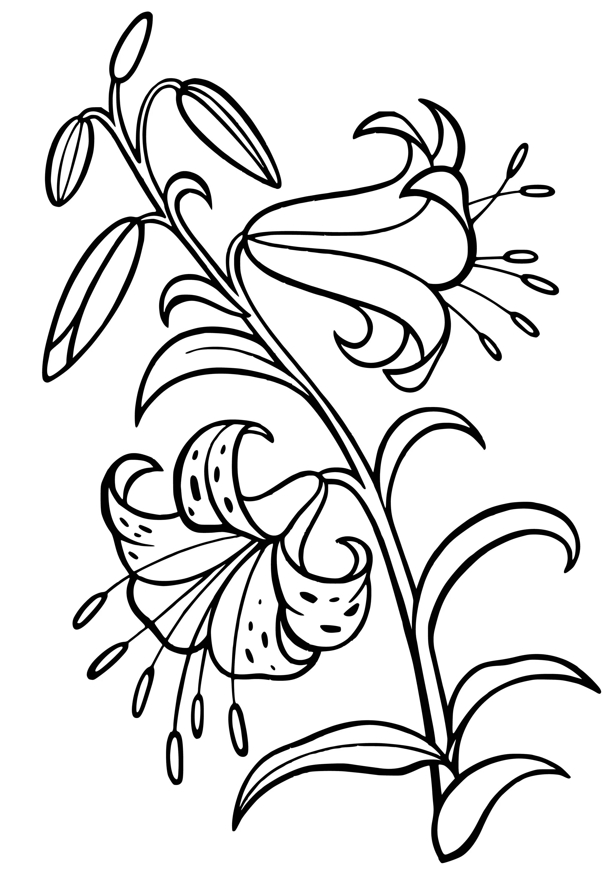 Лилия цветок #5
