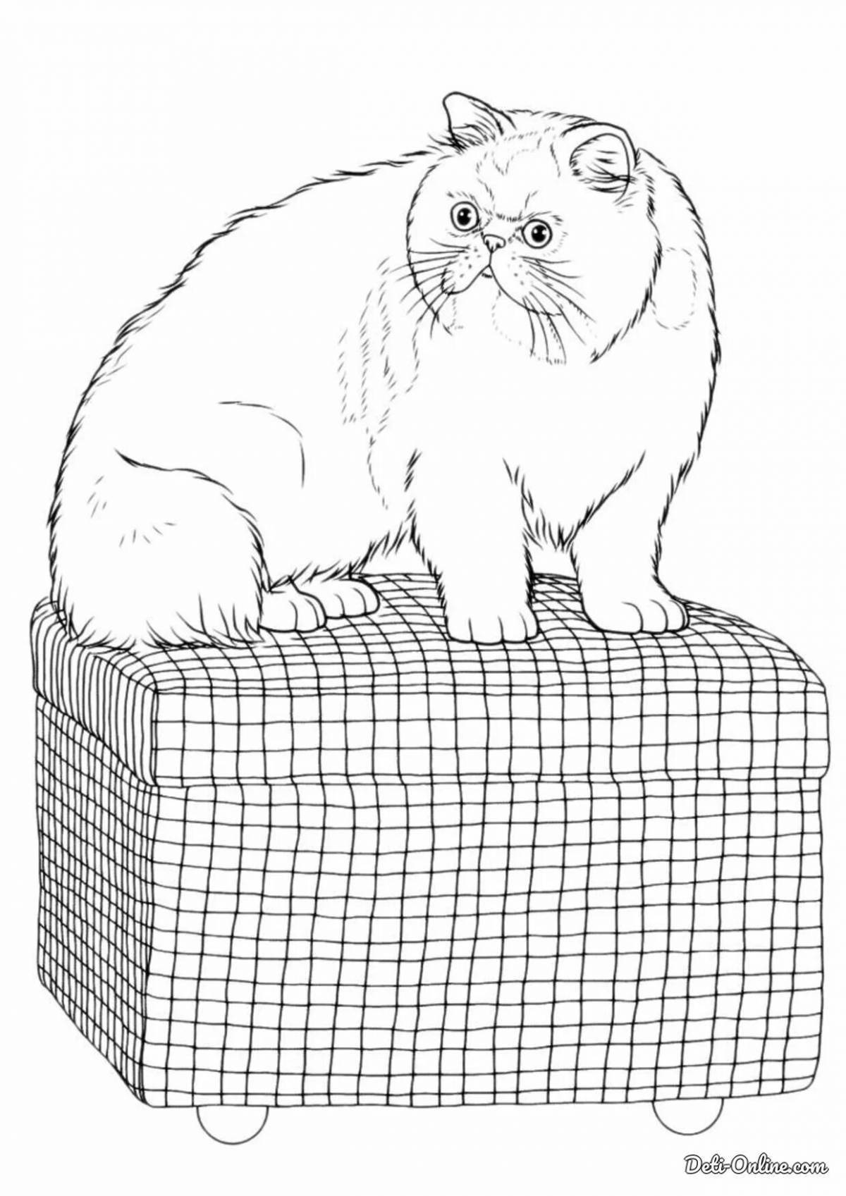Coloring book shining cat in a box