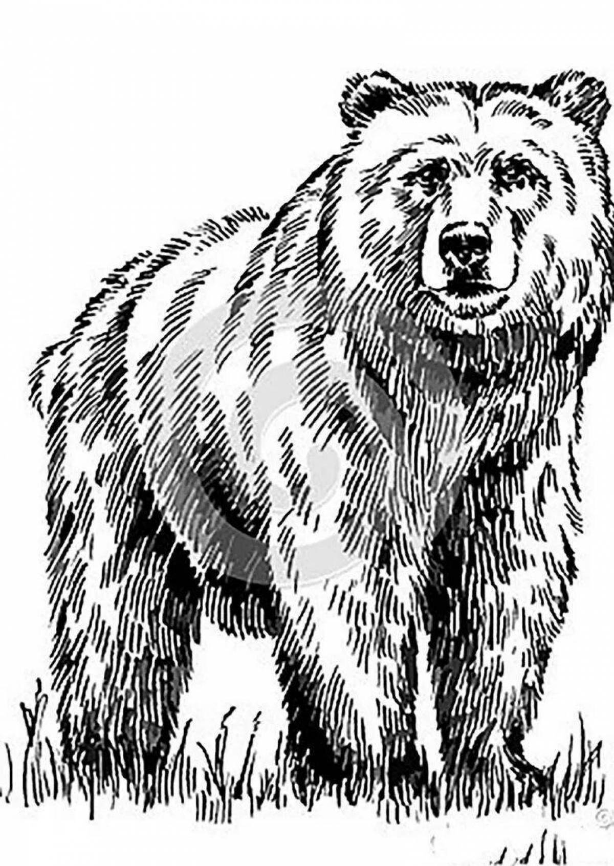 Раскраска большой российский медведь