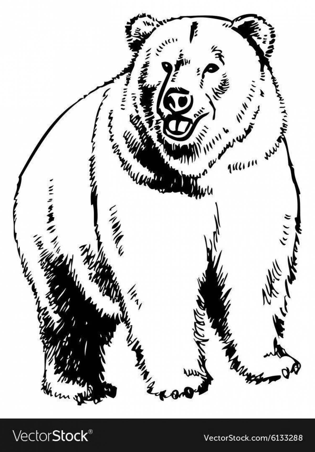 Раскраска элегантный российский медведь