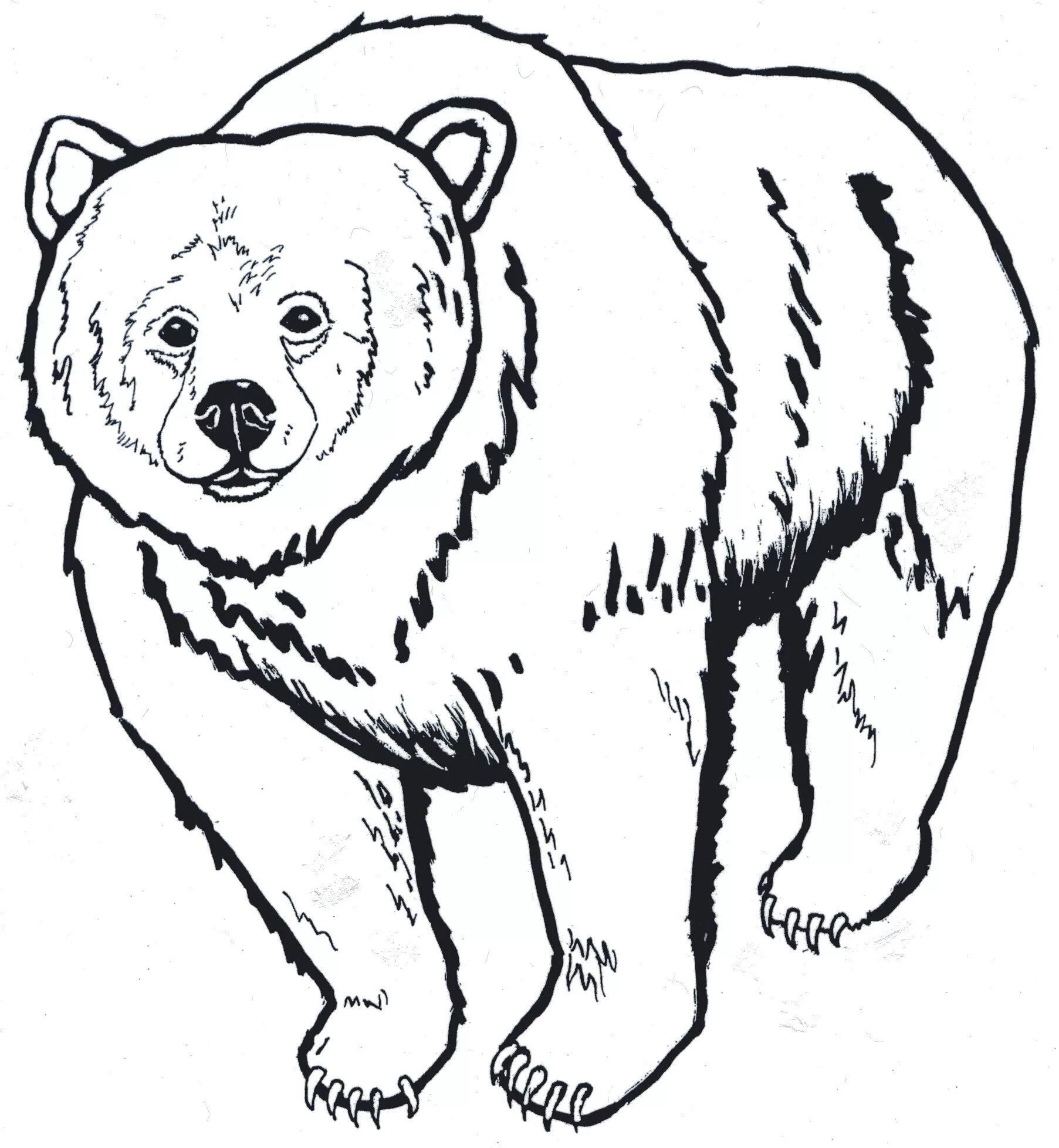 Russian symbol bear #19