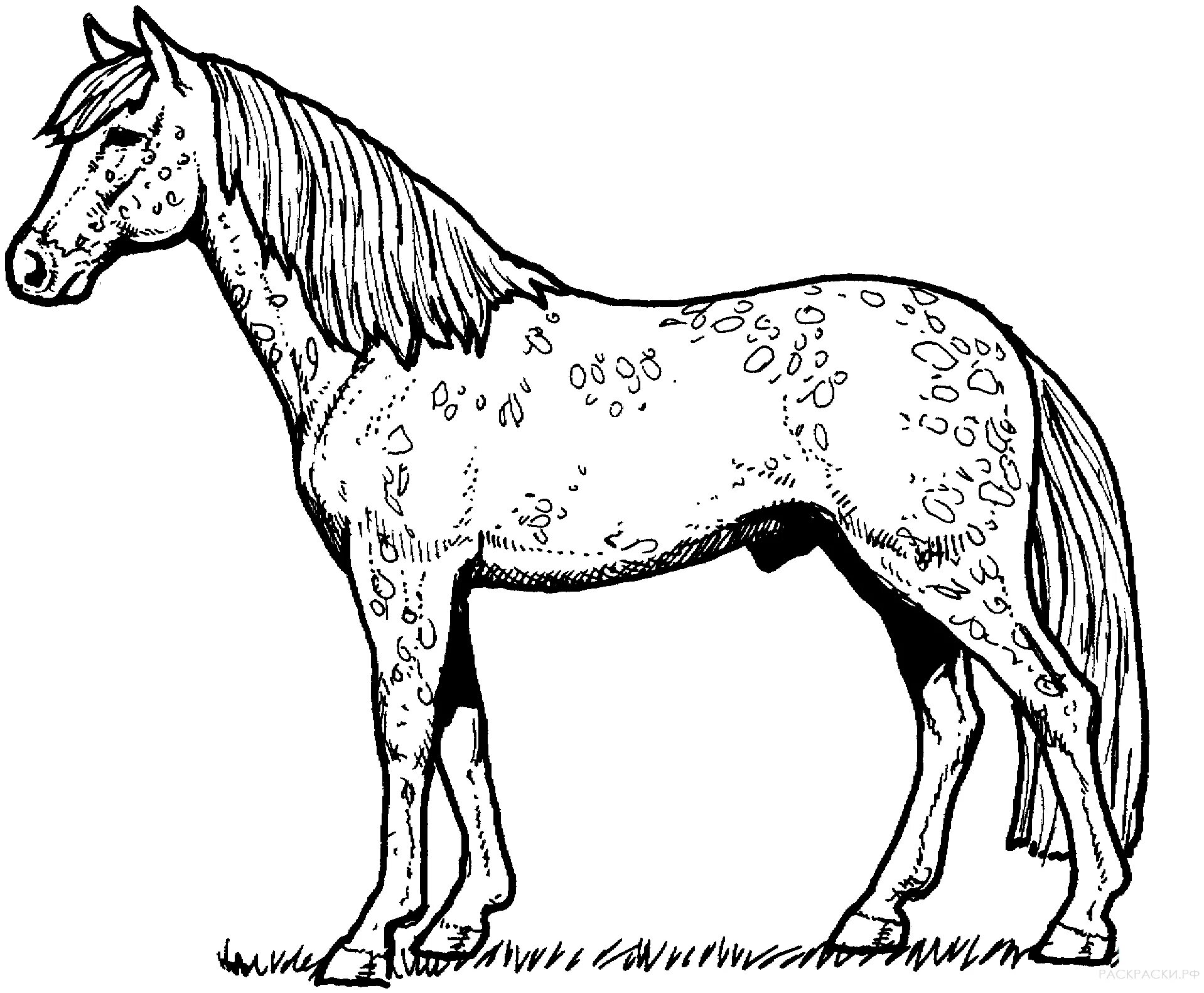 Dappled horse #7