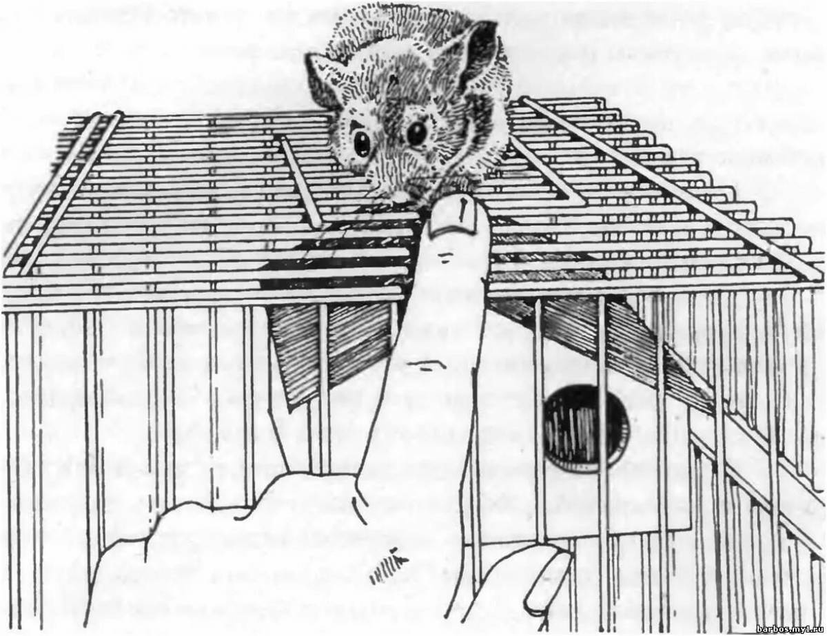 Hamster in a cage #11