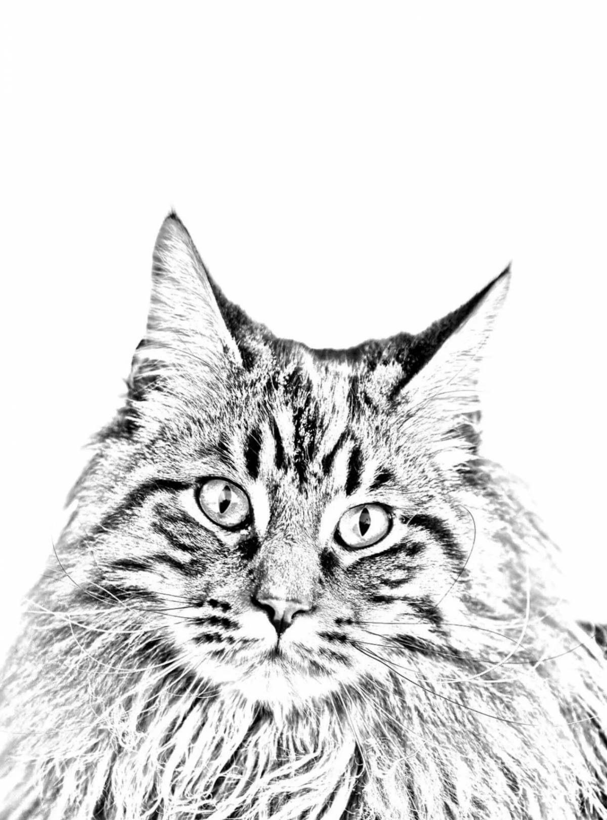 Раскраска игривая кошка мейн-кун