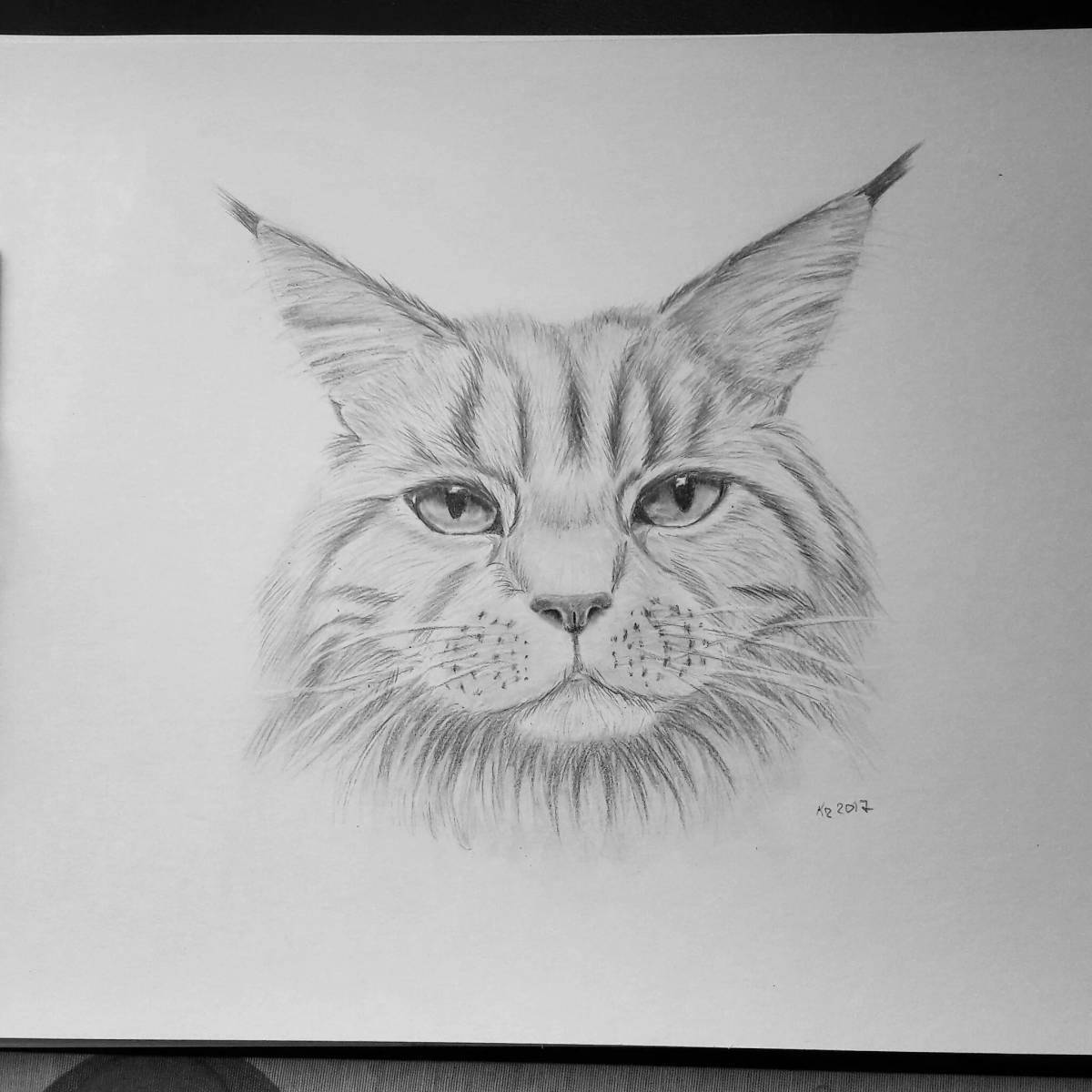 Coloring book cute Maine Coon cat