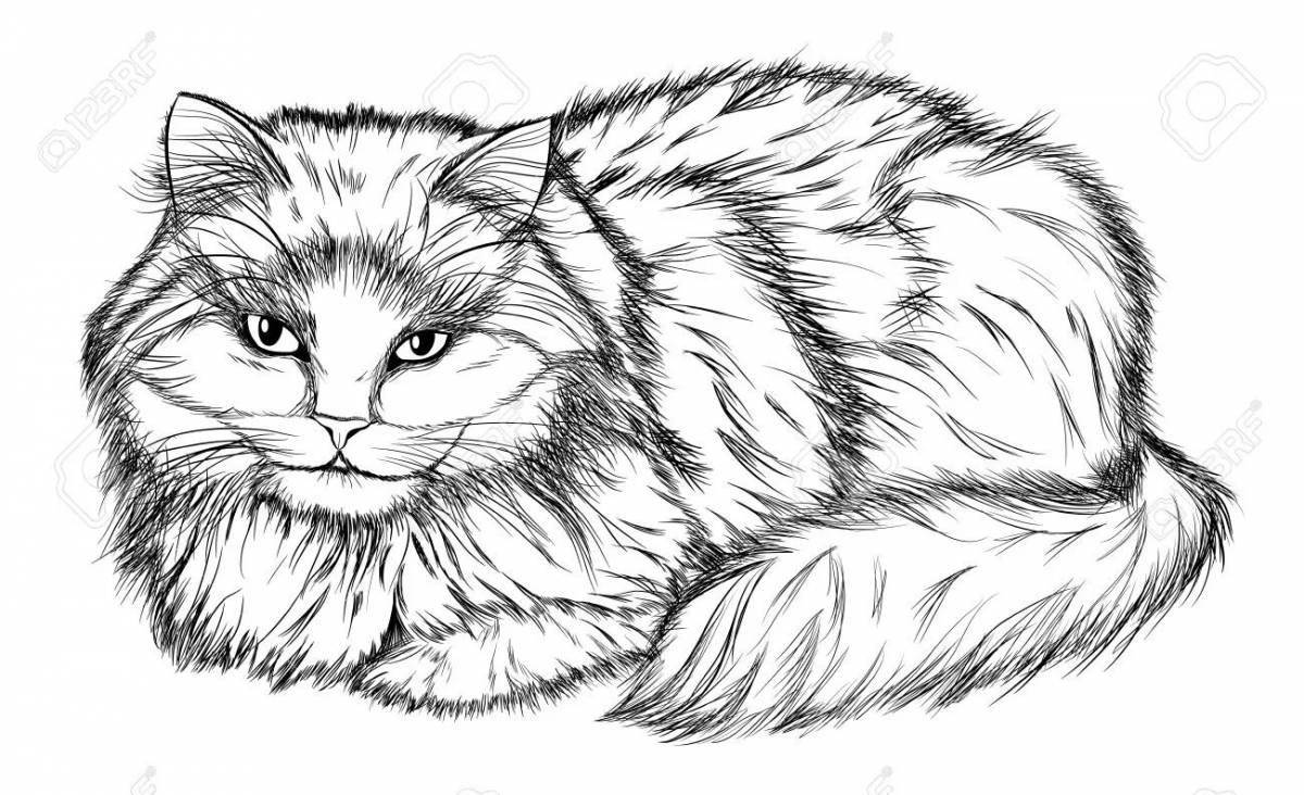Раскраска милая кошка мейн-кун