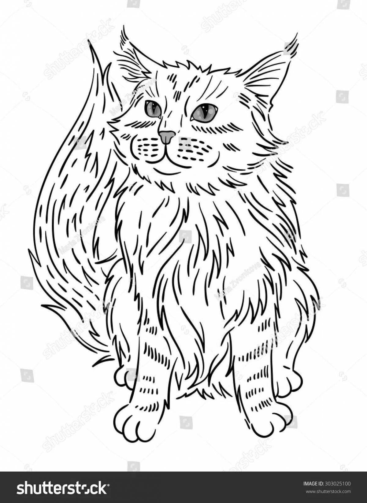 Раскраска мерцающая кошка мейн-кун