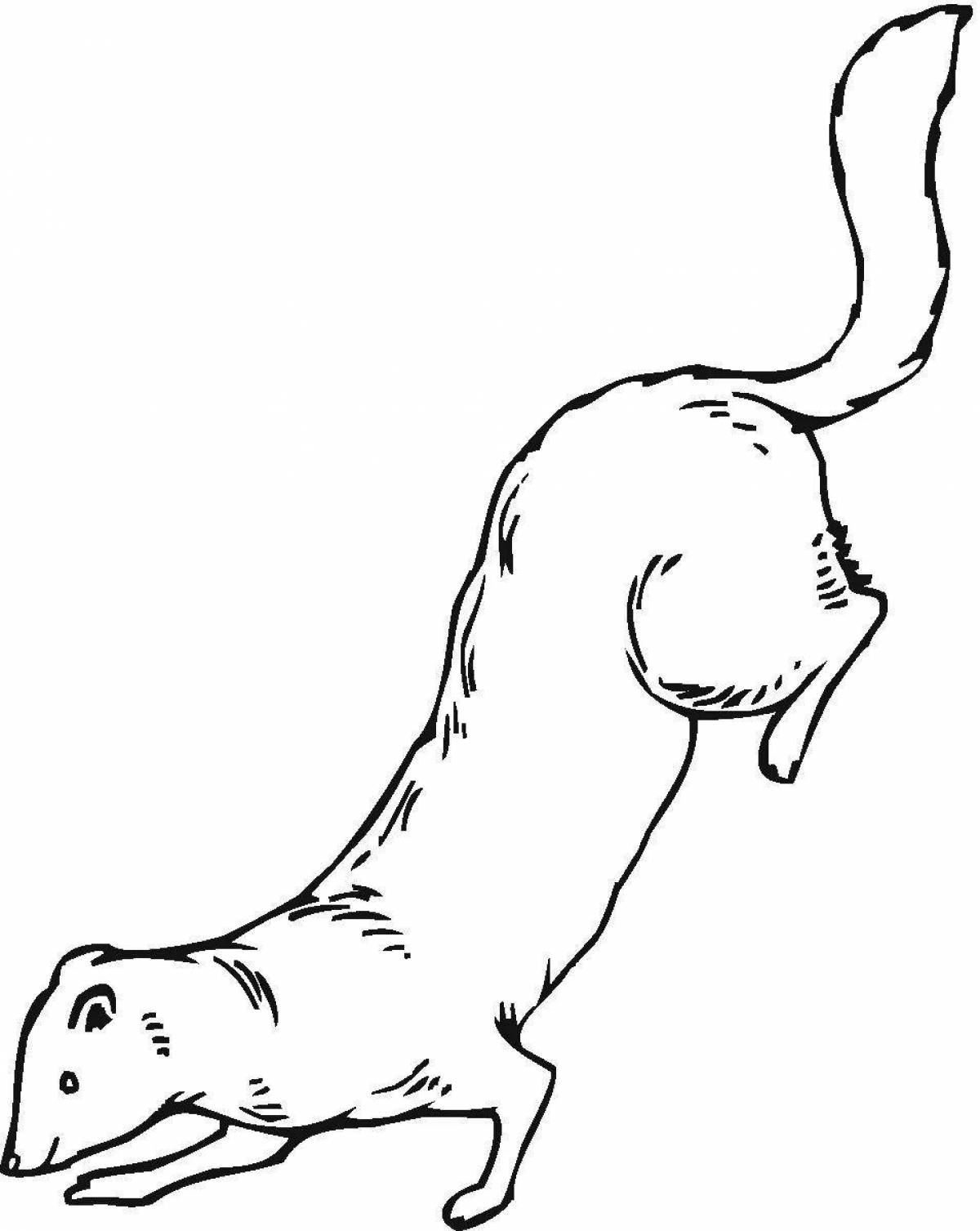 Exquisite weasel coloring book for kids