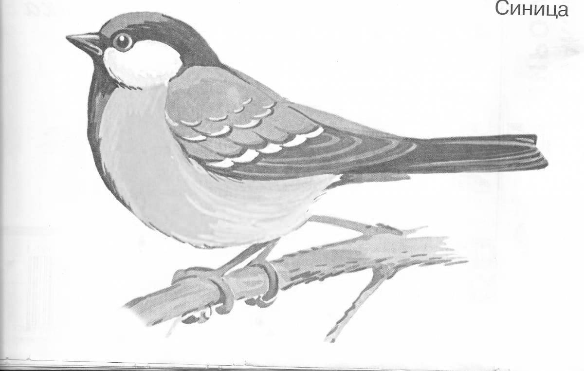 Coloring book of a brilliant tit, wintering bird
