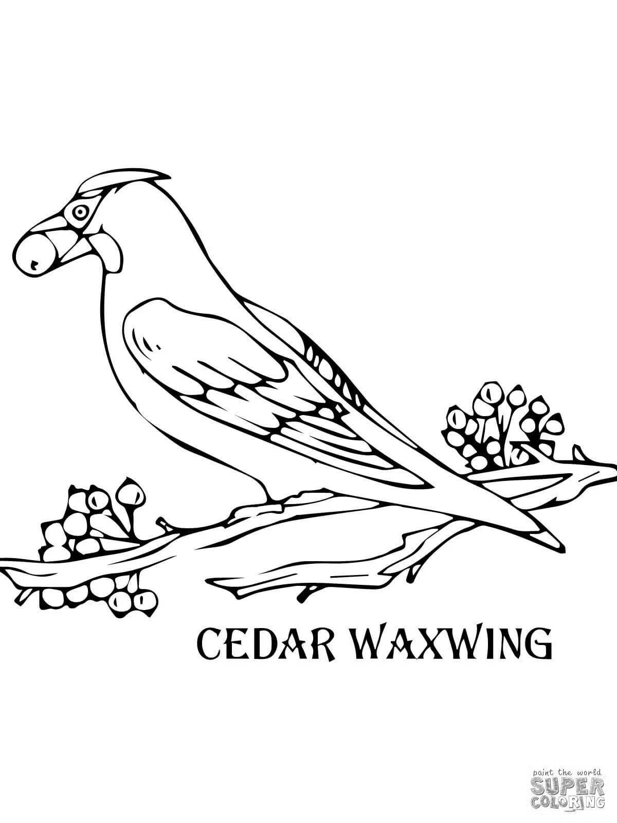 Coloring waxwing for children