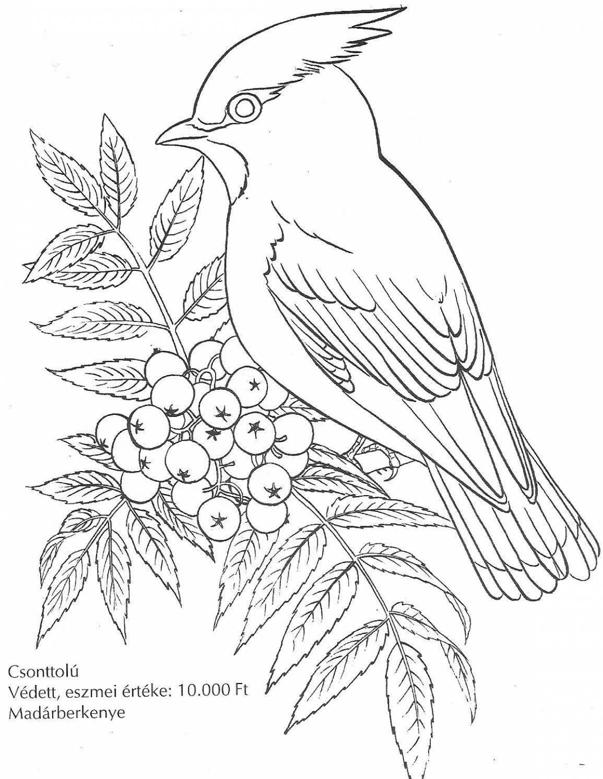 Adorable waxwing coloring book for kids