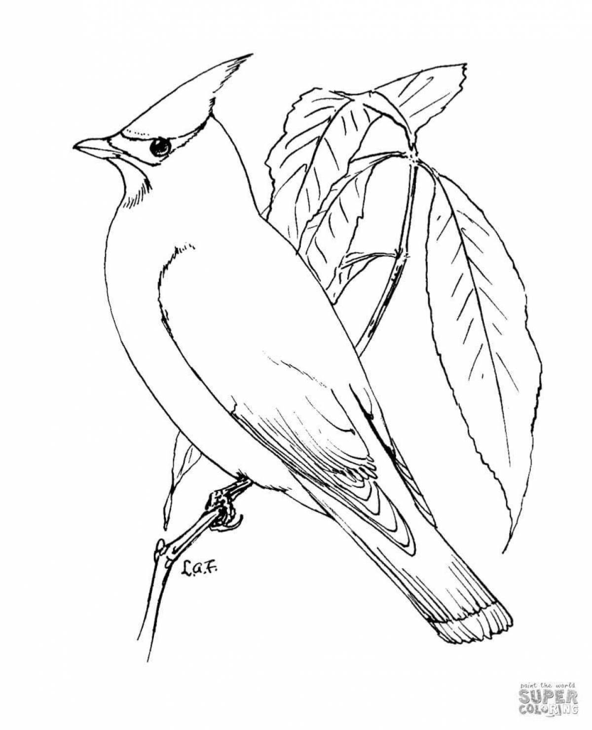 Cute waxwing coloring page for kids