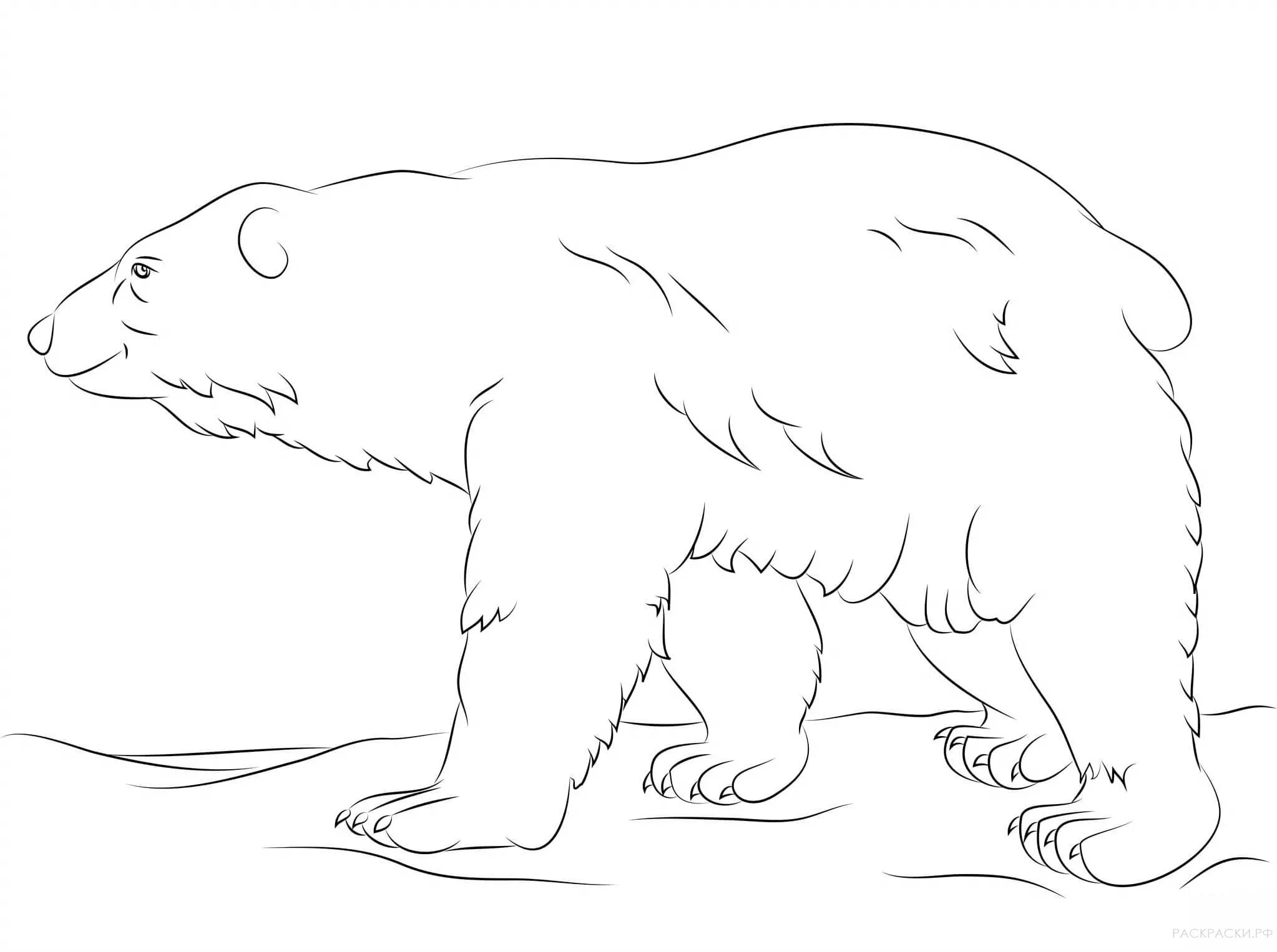 Раскраска возвышенный белый медведь