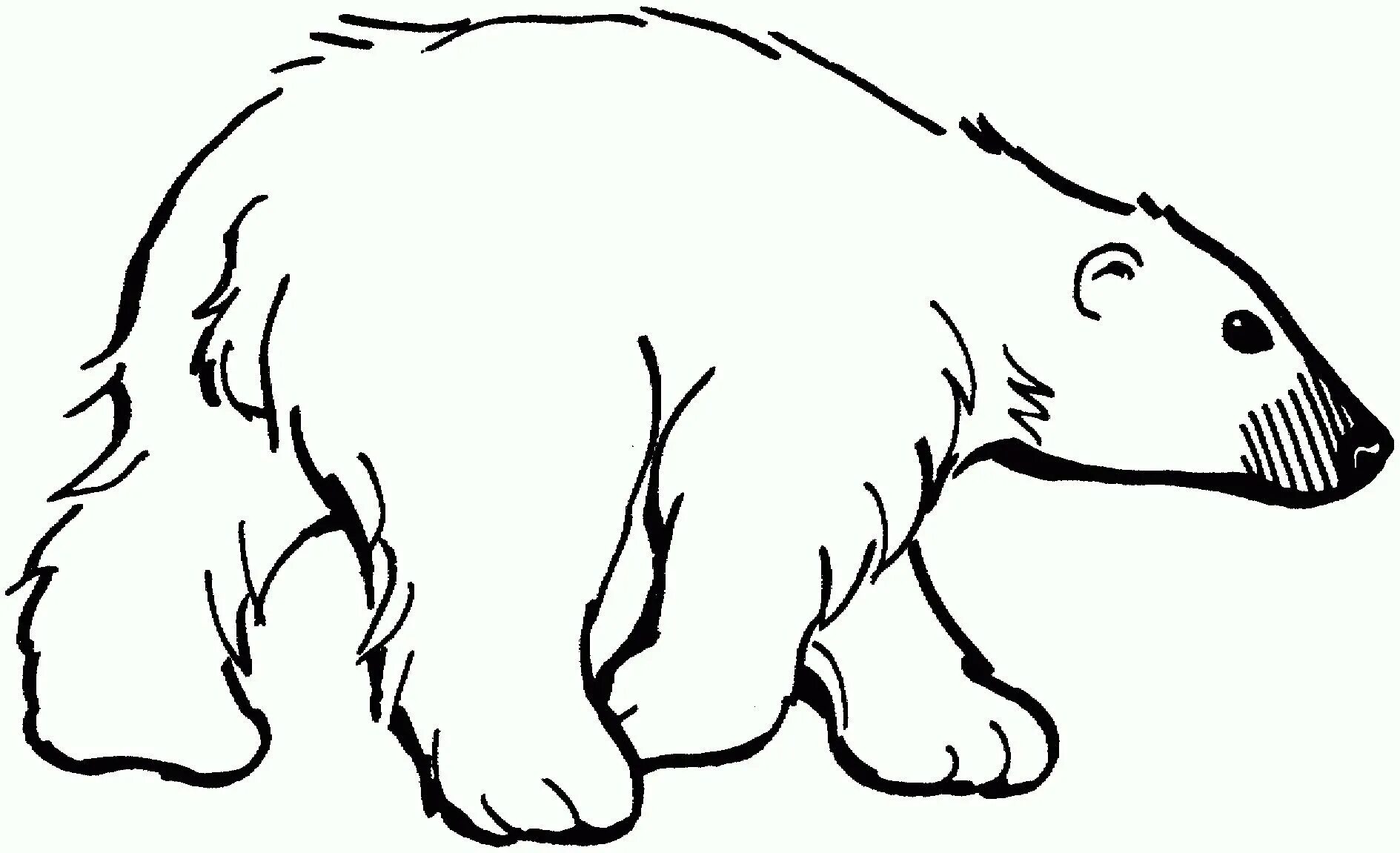 Рисунок белый медведь #1